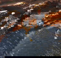 One Day Litchfield Park Adventures - Pet Food Australia