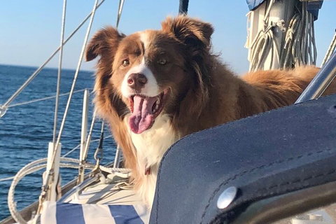 Mornington Peninsula Sightseeing Tour For 2-6 Guests. - Pet Food Australia 2