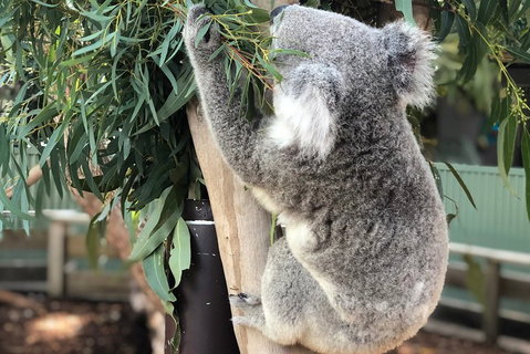 Private Blue Mountains And Wildlife Park Tour From Sydney With Barbecue Lunch - Food Delivery Shop 0