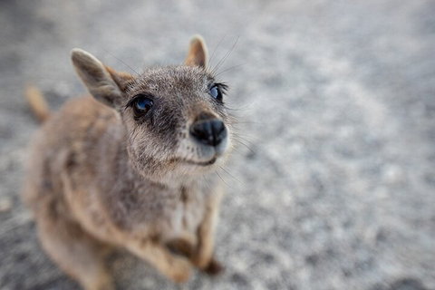 Chillagoe Caves And Outback Day Trip From Cairns - Food Delivery Shop 2