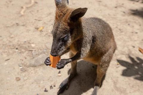 Chillagoe Caves And Outback Day Trip From Cairns - Food Delivery Shop 5