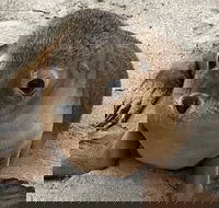 Kangaroo Island Scenic Trail Tour - Food Delivery Shop