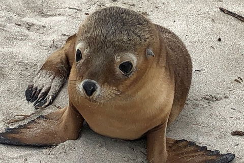 Kangaroo Island Scenic Trail Tour - Pet Food Australia 0