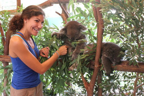 Pinnacles Desert, Koalas And Sandboarding 4WD Day Tour From Perth - Food Delivery Shop 5