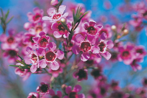 Best Of Perth Wildflower Season Day Trip - Food Delivery Shop 1