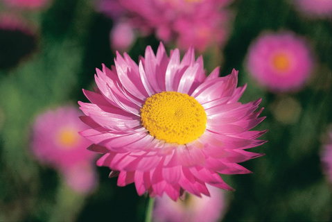 Best Of Perth Wildflower Season Day Trip - Food Delivery Shop 5