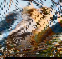 2-Hour Koala Walking Tour in Kangaroo Island - Food Delivery Shop