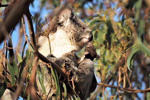 2-Hour Koala Walking Tour In Kangaroo Island - Food Delivery Shop 1