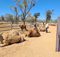 West MacDonnell Ranges Half-Day Small-Group Tour with Camel Ride - Food Delivery Shop