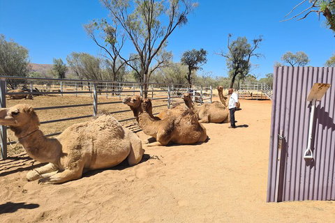 West MacDonnell Ranges Half-Day Small-Group Tour With Camel Ride - Food Delivery Shop 0