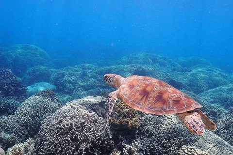 Calypso Outer Great Barrier Reef Cruise From Port Douglas - Food Delivery Shop 2