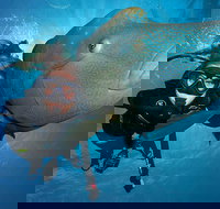 Great Barrier Reef Snorkeling and Diving Cruise from Cairns - Food Delivery Shop