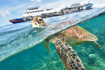 Scenic Helicopter Flight to Moore Reef and Return Snorkeling Cruise from Cairns