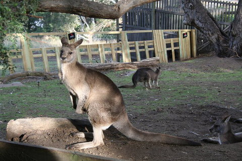 Mt. Wellington, Bonorong And Richmond Day Tour From Hobart - Food Delivery Shop 2