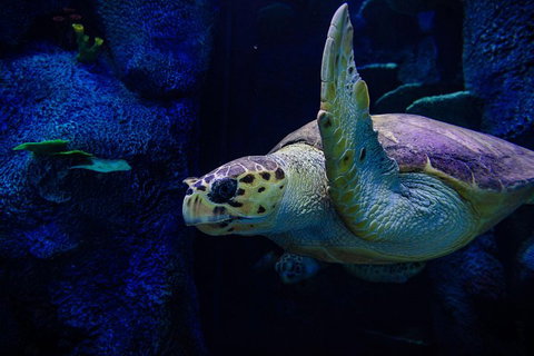Sydney Attractions Pass: SEA LIFE Aquarium, Sydney Tower Eye, WILD LIFE Zoo And Madame Tussauds - Pet Food Australia 1
