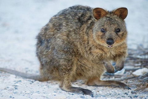 Perth To Rottnest Island Roundtrip Ferry Ticket - Food Delivery Shop 3