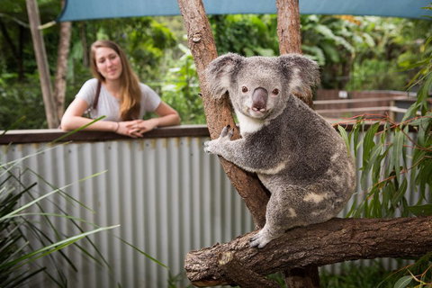 Breakfast With The Koalas At Hartley's Crocodile Park From Cairns Or Palm Cove - Food Delivery Shop 5