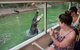 Hartley's Crocodile Adventures Day Trip From Cairns - thumb 3