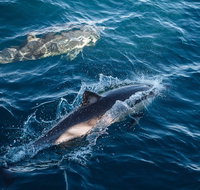 Sydney Whale-Watching Cruise - Food Delivery Shop