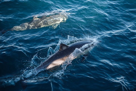 Sydney Whale-Watching Cruise - Food Delivery Shop 0