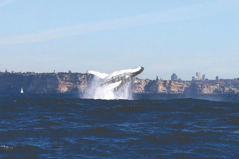 Sydney Whale-Watching Cruise - Food Delivery Shop 3