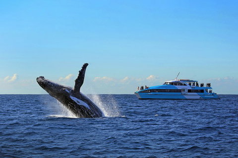 Sydney Whale-Watching Cruise - Food Delivery Shop 5