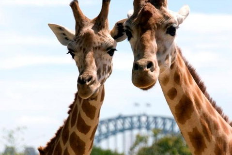 Sydney Harbour Ferry With Taronga Zoo Entry Ticket - Food Delivery Shop 1