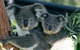 Sydney Harbour Ferry With Taronga Zoo Entry Ticket - thumb 3