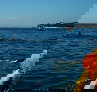 Mornington Peninsula Kayak Coastline Tour of Dolphin Sanctuary - Food Delivery Shop