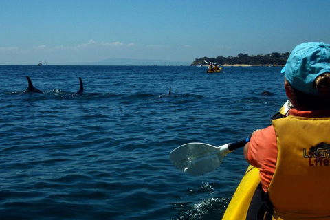 Mornington Peninsula Kayak Coastline Tour Of Dolphin Sanctuary - Pet Food Australia 0
