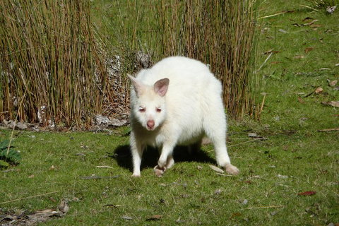 7-Day Super Value Tour Of Tasmania: Explore Tasmania's West And East Coasts - Pet Food Australia 1