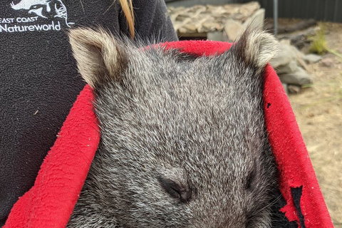 2-Day Tas East Coast Escape Tour Including Bay Of Fires, Wineglass Bay & Devils - Pet Food Australia 3