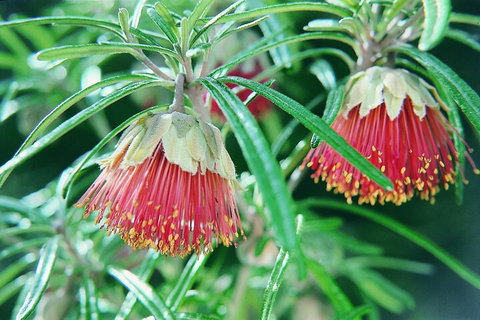 Full-Day Pinnacles Desert And Yanchep National Park Tour From Perth - Food Delivery Shop 1