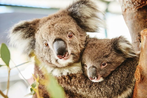 Full-Day Pinnacles Desert And Yanchep National Park Tour From Perth - Food Delivery Shop 5