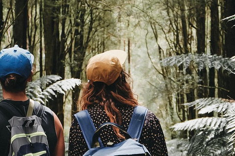 Small Group - 12 Apostles, Otways & Great Ocean Road Day Tour From Melbourne - Food Delivery Shop 3