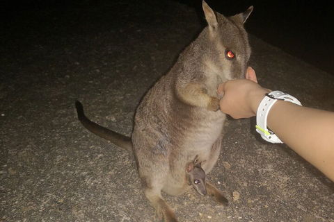 Private Tour To Paronella Park, Historic Village Herberton And Wild Life Wallaby - Food Delivery Shop 0