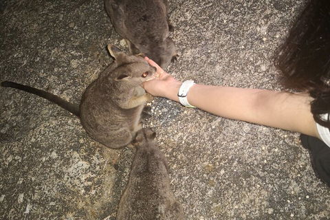 Private Tour To Paronella Park, Historic Village Herberton And Wild Life Wallaby - Food Delivery Shop 4