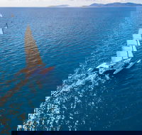 2-Night Whitsunday Islands Sailing Adventure on Trimaran Avatar - Pet Food Australia