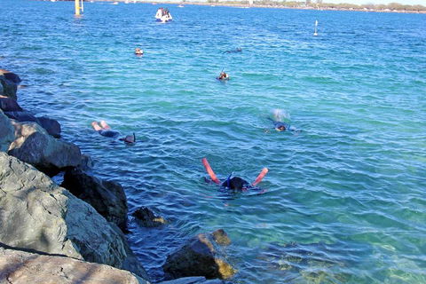 Wave Break Island Scuba Diving On The Gold Coast - Pet Food Australia 1