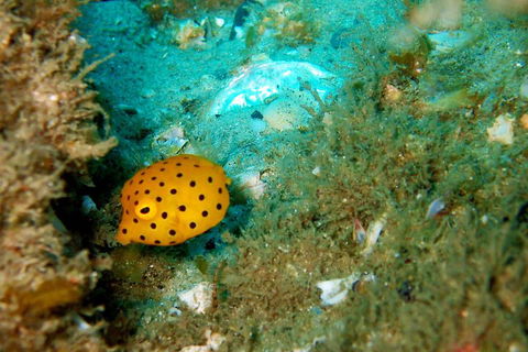 Wave Break Island Scuba Diving On The Gold Coast - Pet Food Australia 3