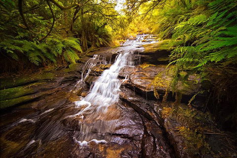 Fully Inclusive Blue Mountains Private Tour Inc Scenic World & Featherdale Entry - Food Delivery Shop 3