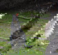 Full-Day Guided Bruny Island Tour from Hobart - Pet Food Australia