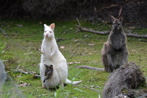 Full-Day Guided Bruny Island Tour From Hobart - Food Delivery Shop 0