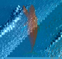 Buccaneer Explorer - Food Delivery Shop