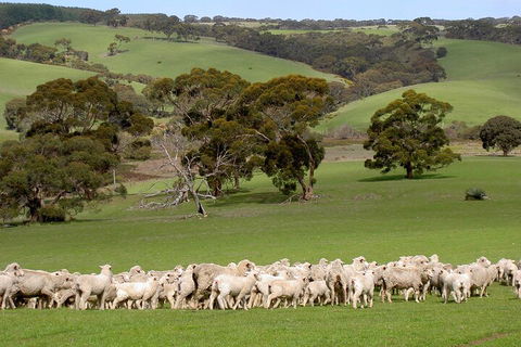 Kangaroo Island Luxury Small Group 'Island Life' Full Day Tour - Pet Food Australia 1