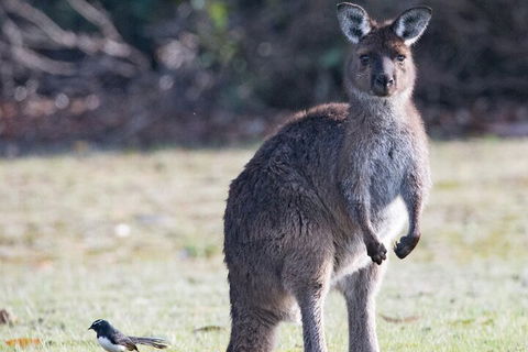 Kangaroo Island Luxury Small Group 'Island Life' Full Day Tour - Pet Food Australia 2
