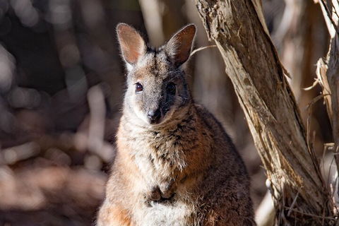 Kangaroo Island Luxury Small Group 'Island Life' Full Day Tour - Pet Food Australia 3
