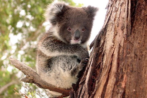 Kangaroo Island Luxury Small Group 'Island Life' Full Day Tour - Pet Food Australia 4