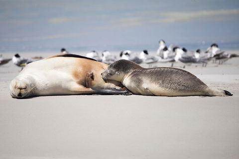Kangaroo Island Luxury Small Group 'Island Life' Full Day Tour - Pet Food Australia 5