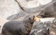 Kangaroo Island Luxury Small Group 'Flinders Chase Focus' Full Day Tour - thumb 2
